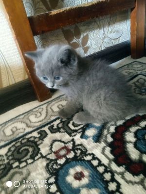 Продаются котята британцы. Рождённые 09 июня. Кушают натуралку.