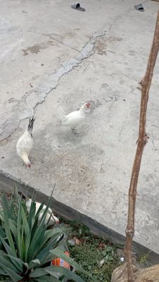 Японча vvvvvvvvvvvvv