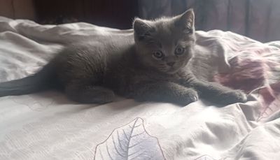 Продаётся котёнок скотиш страйт