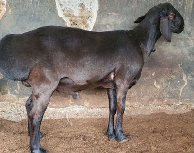 Qo'chqor Sotiladi