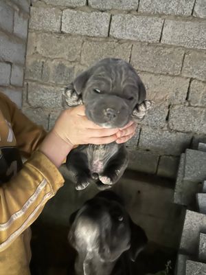 Продаю щенка Кане Корсо чистокровная девочка