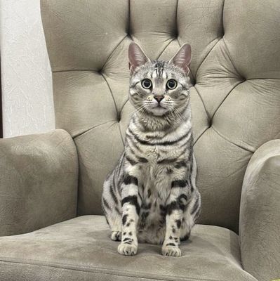 Бенгалская кошка