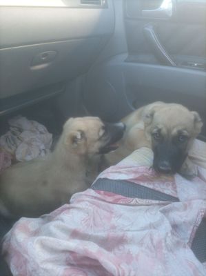 Kangal sotiladi 4 oyli boldi