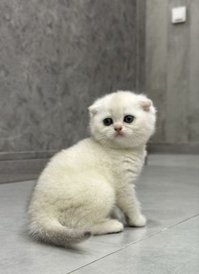 Продаю котят в Ташкенте