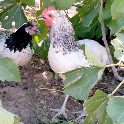 Adler xoʻroz lakenfelder xoʻrozlar bor Qora shaxzoda xoʻroz
