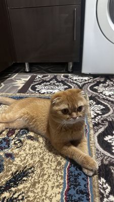 Вязка шотланский вислоухи золотой окрас