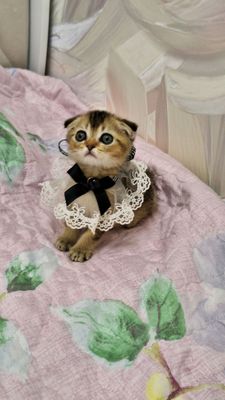 чистокроные котята