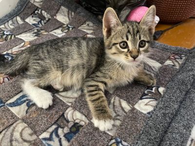кошки