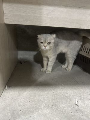 Британский снежный скотиш