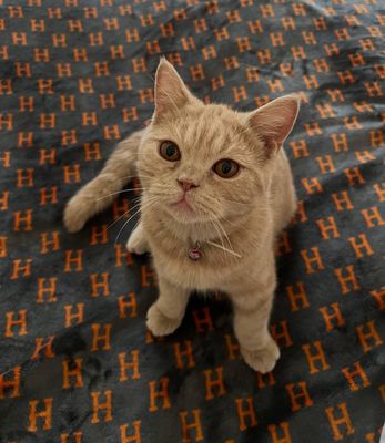 Скотиш страйт
