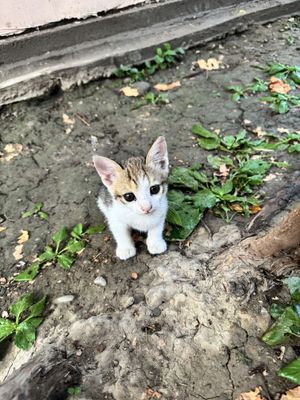 Отдам в добрые руки
