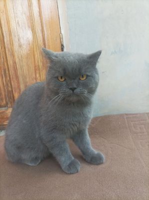 Mushuk British Shorthair