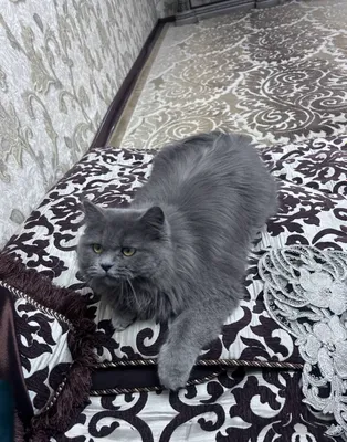 2 та британский эркак мушук сотилади