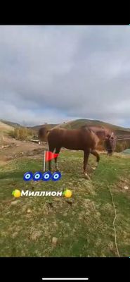 Продается лошадь