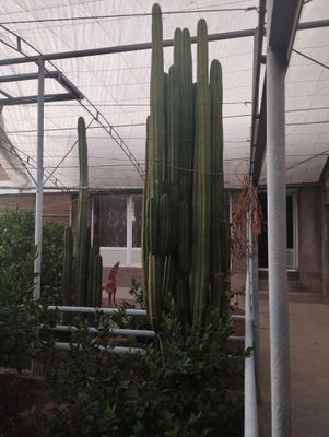 кактус
