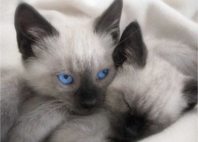 Котенок сиамский
