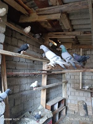 Кабутарлар сотилади