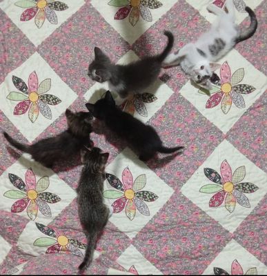 Отдам котят даром в хорошие руки
