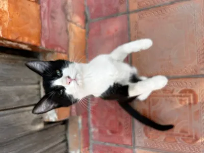 Отдам на хорошие руки