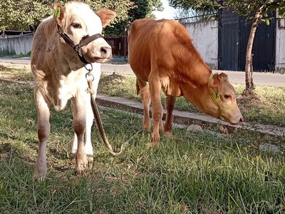 1ta buqa va gonajn para 3 4 oylik