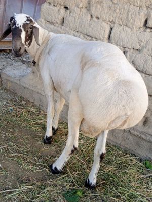 Qóchqor garantiya