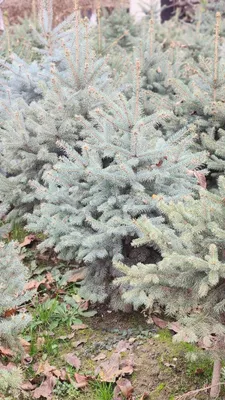 Шикарная ель голубая арча элегантное дерево для сада, офиса, огорода