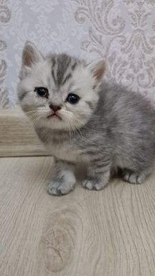 Скотч фолт болалари зотдор гапга чунади соглом