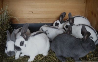 Ассаломалайкум купайтриш учин киёон кераг булса алокага чикилллллллааа