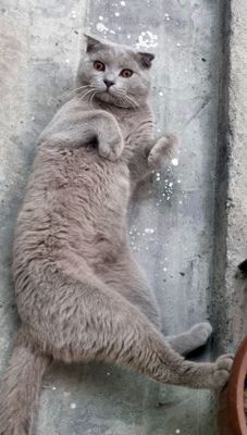 Продаётся срочно котёнок Британский