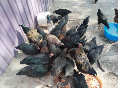 5oylik Qora tovuqlar sotiladi