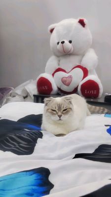 КОШКА MUSHUK