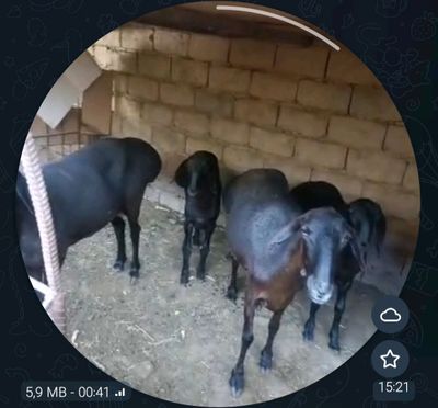 Ona bola qoʻylar sotiladi