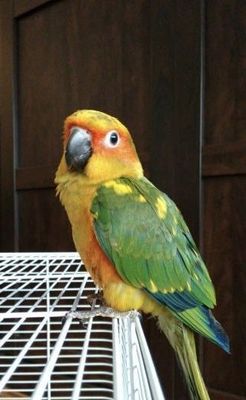 Солнечный аратинга говорящий ручной