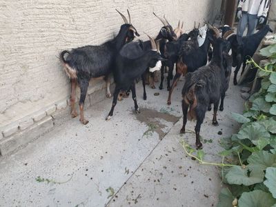 Echkila sotiladi Shofirkonda
