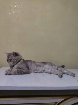 Sotiladi mushuk  400  ming
