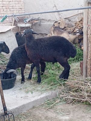 Кучкор баррала сотилади 3 та