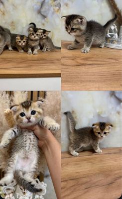 Котята золотистая шиншила