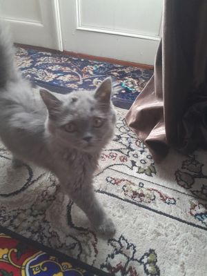 Сотилади британиский акилли озода