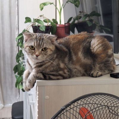 Пародистая домашняя кошка