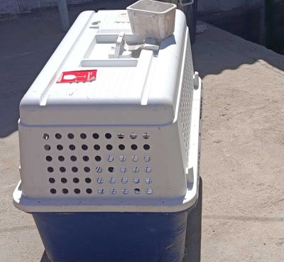 Pet konteyner. Пластиковые переноска для собак