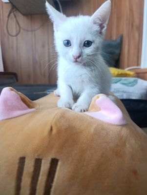 Домашние котята
