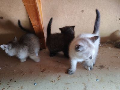 Котята выслоухий чистая порода