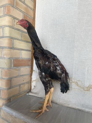 Yapon shamo juja aprelskiy narxi 550 ming