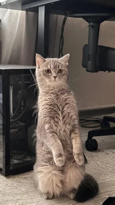 scotish bn shinshila 5oyli nomer 300ming