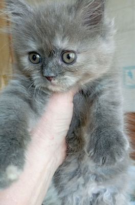 Котёнок пушистый девочка 2 мес.