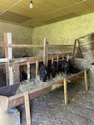 Продаются бараны