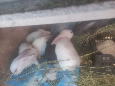 Великан куёнлар болалари каталоги хам бор 100 бошланади
