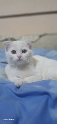 Шотландская вислоухая кошка