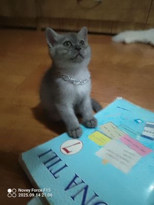 Sotiladi aqli latoy biladi toza zot ota onasi toza seriy
