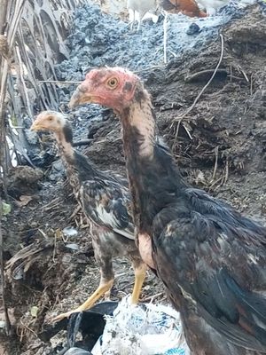Дакан хороз 5 ойли